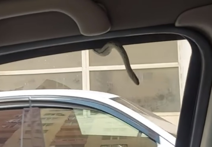 В Баку водитель обнаружил змею в своем автомобиле - ВИДЕО