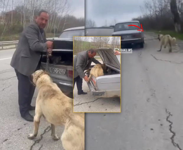 В Шамахы мужчина привязал собаку к автомобилю и пытался протащить ее по дороге - ВИДЕО