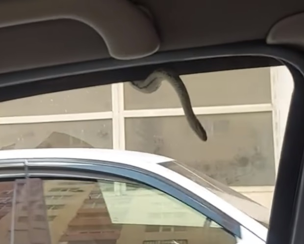 В Баку водитель обнаружил змею в своем автомобиле - ВИДЕО