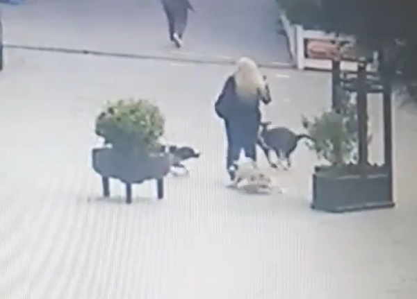 В Хырдалане бродячие собаки покусали женщину - ВИДЕО