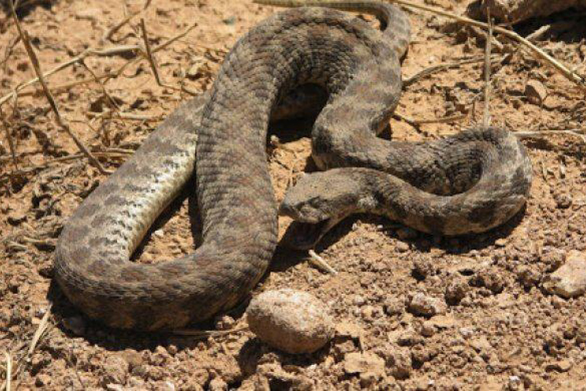 В Азербайджане 12-летнего мальчика укусила змея