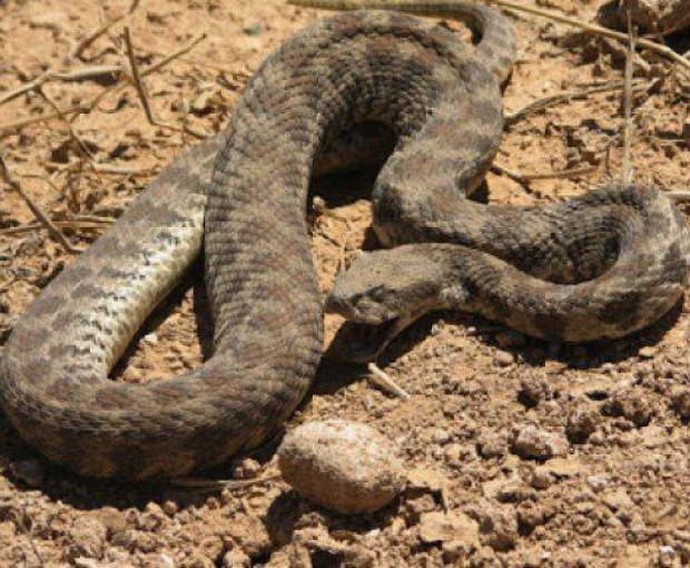 В Азербайджане 12-летнего мальчика укусила змея