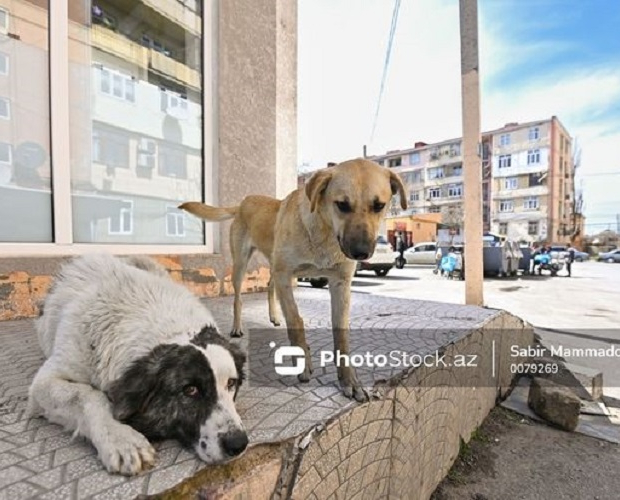 Проблема уличных собак в Хырдалане: дети и взрослые живут в страхе - ФОТО