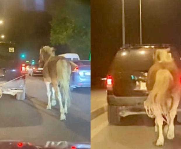 Галопом по дороге: в Баку водитель привязал лошадь к машине - ВИДЕО