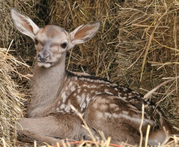 В Шахдагском национальном парке увеличилась численность благородных оленей - ФОТО