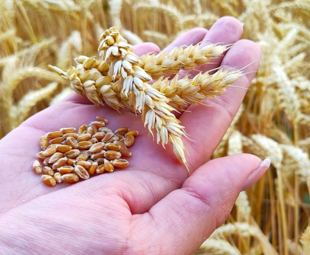 В Азербайджане упали цены на зерно