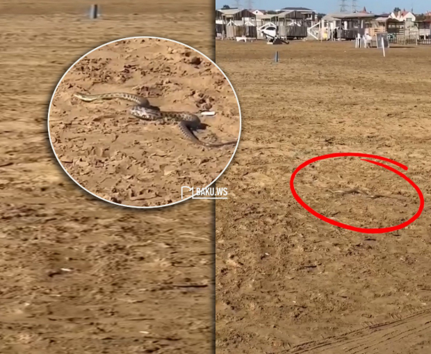Ядовитая змея на пляже в Баку вызвала панику среди отдыхающих - ВИДЕО